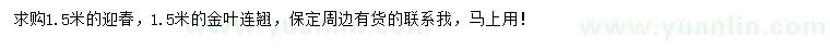 求购1.5米迎春、金叶连翘