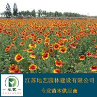 地艺苗圃大量供应天人菊价格 天人菊基地 天人菊图片