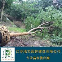 地艺苗圃大量供应无患子 无患子基地 江苏无患子价格