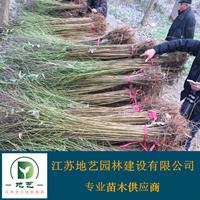 地艺苗圃大量供应桃树小苗 江苏碧桃  碧桃图片