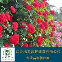 地艺苗圃大量供应红花蔷薇 红花蔷薇基地 红花蔷薇价格