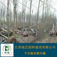 供应马褂木产地 江苏地艺园林苗圃基地 江苏马褂木价格