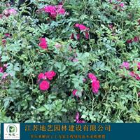 蔷薇 地艺苗圃大量供应蔷薇 江苏蔷薇价格