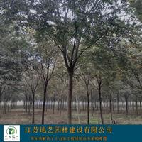 供应榉树产地 江苏地艺园林苗圃基地 江苏榉树价格 江苏红榉