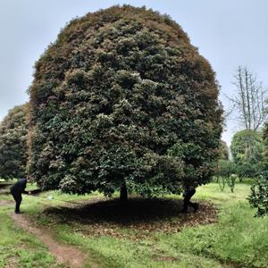 广西桂花树 金桂 银桂 八月桂 大桂花树 绿化植物 基地直供