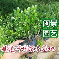 瓜子黄杨高20厘米福建漳州苗木基地