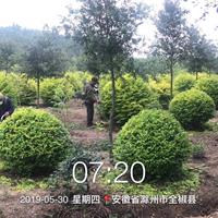 苗盟   美心园林定植金冠女贞精球