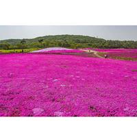 供应芝樱/丛生福禄考花海、宿根福禄考花海景观工程