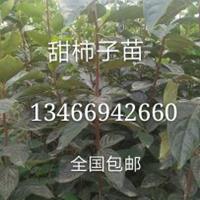 甜柿子苗~甜柿子苗价格=绛县1米柿子苗价格