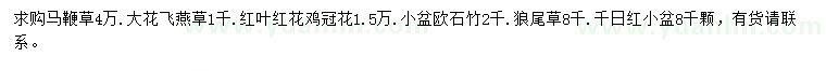 求购马鞭草、大花飞燕草、红叶红花鸡冠花等