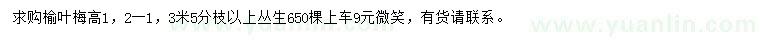 求购高1、2米榆叶梅