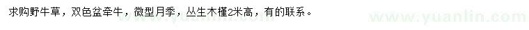 求购野牛草、牵牛、月季等