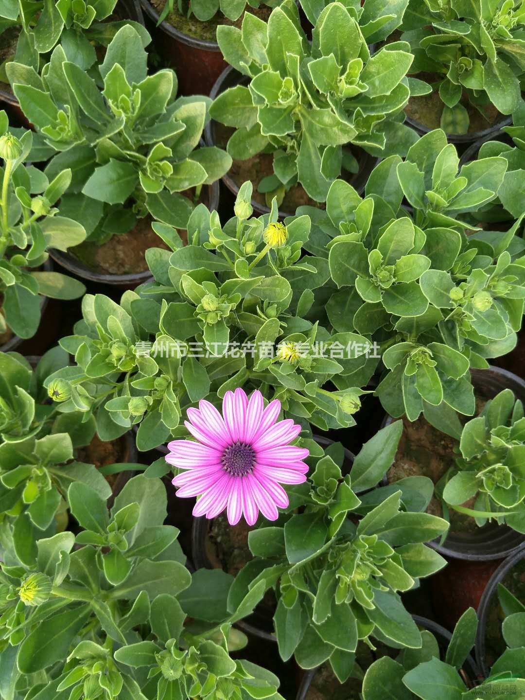 南非萬壽菊栽植方法-批發價格