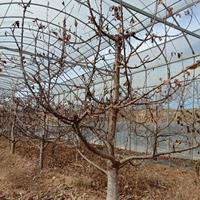 目前10公分樱桃树价格哪里有10公分占地樱桃树？