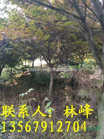 浙江紅楓哪裏好