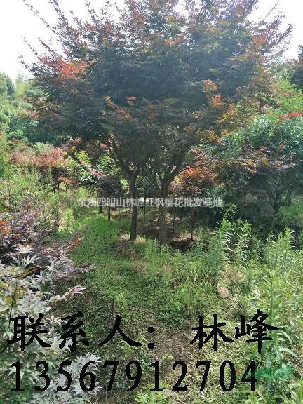 浙江紅楓哪裏好