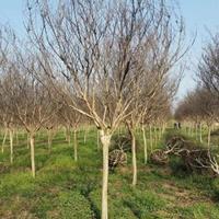 【百日红】百日红_价格_图片_产地报价表-