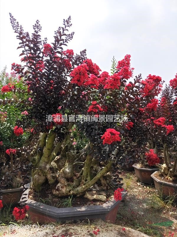紫薇樁景紫薇盆景紫薇造型盆景福建漳州苗木基地