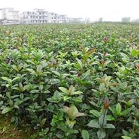 批发供應30公分秘八月桂小苗/江西八月桂小苗价格