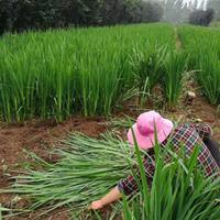 沭阳常年水菖蒲_ 批发低价_优质水菖蒲  苗圃直销