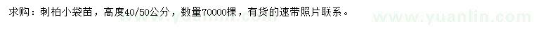 求购高40、50公分刺柏