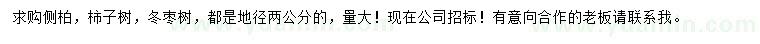 求购侧柏、柿子树、冬枣树