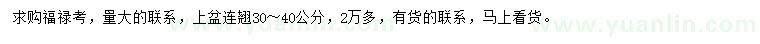 求购福禄考、30-40公分连翘