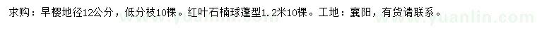 求购地径12公分早樱、1.2米红叶石楠球