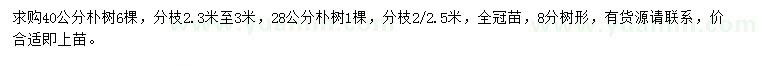 求购28、40公分朴树