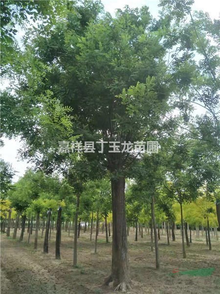 國槐8-60公分工程苗供應