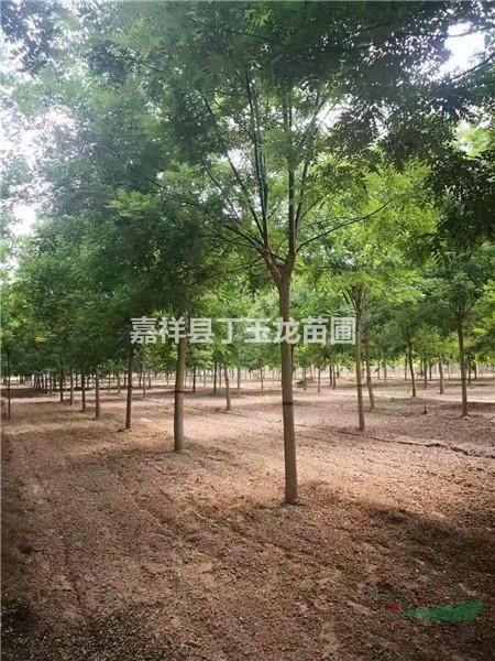 國槐8-60公分工程苗供應