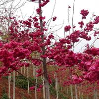 优质台湾牡丹樱樱花小苗 日本樱花树苗 台湾钟樱花苗