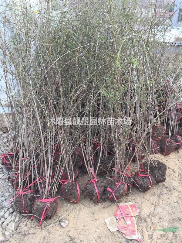 黃刺玫基地 黃刺玫价格 黃刺玫图片 黃刺玫60厘米 50万棵