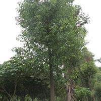 四川香樟出售.14-18公分香樟价格.工程苗香樟图片