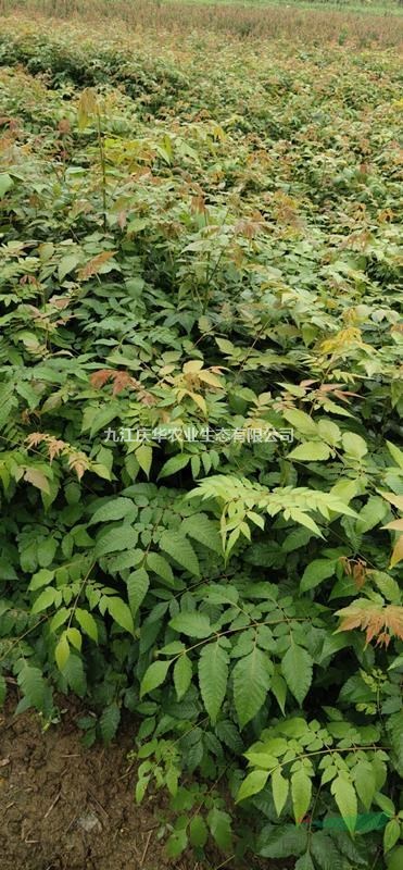 江西九江大量供应11  12  13  14  15公分栾树