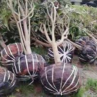 枇杷树10公分出售 枇杷树批发