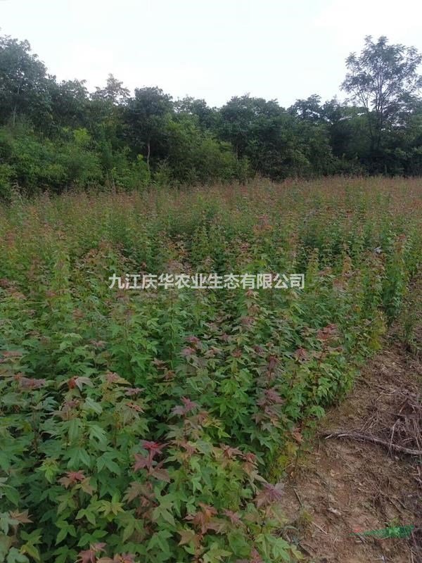 精品优质三角枫批发  价格便宜  江西首选