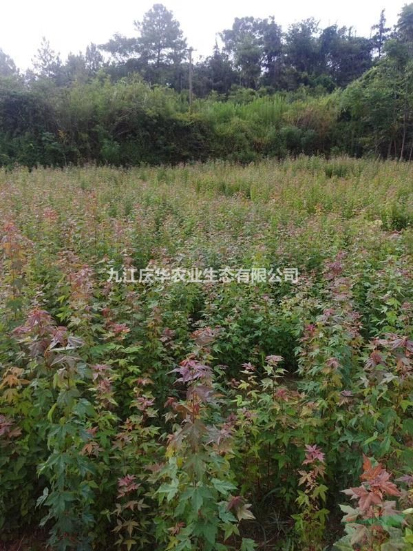 精品优质三角枫批发  价格便宜  江西首选