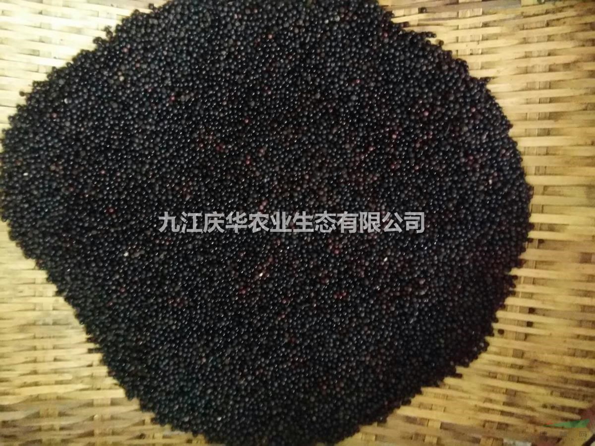 江西檫木批发  檫木供应  檫木行情  檫木基地