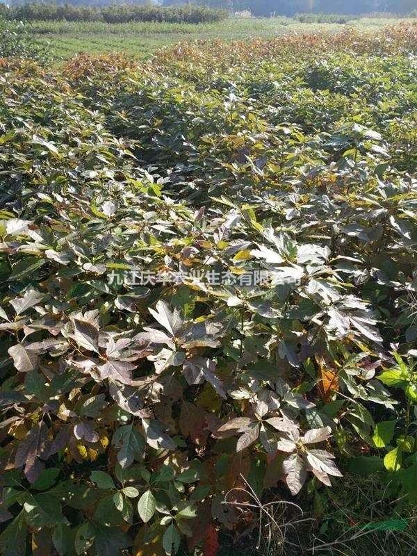 江西檫木批发  檫木供应  檫木行情  檫木基地