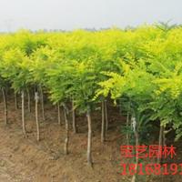 江苏常年供应规格4公分~12公分金枝国槐 金枝国槐价格