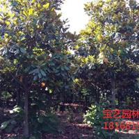 江苏常年供应规格6公分~15公分广玉兰