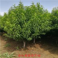 龙柱碧桃，照手桃，泰安基地批发龙柱碧桃树