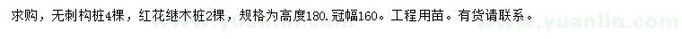 求购冠幅160公分无刺枸骨桩、红花继木桩