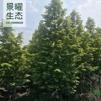 江苏景曜生态产地/供应/金叶水杉批发/价格/图片/基地直销