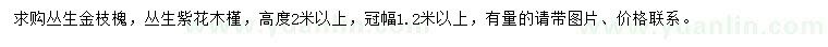 求购冠幅1.2米以上丛生金枝槐、丛生紫花木槿