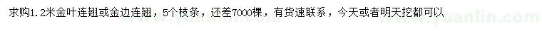 求购1.2米金叶连翘、金边连翘