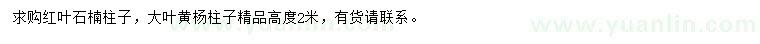 求购高2米红叶石楠柱、大叶黄杨柱