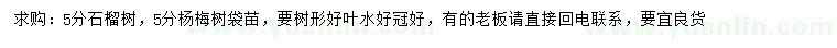 求购5公分石榴树、杨梅树