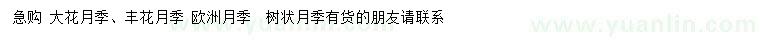 求购大花月季、丰花月季、欧洲月季等